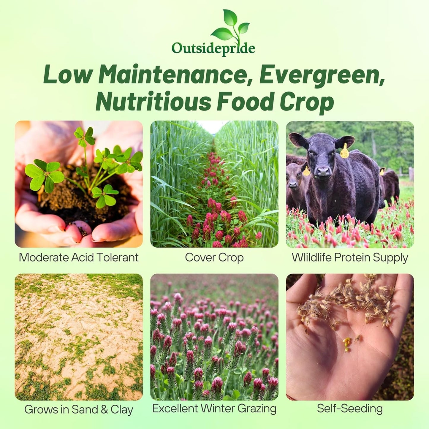 Outsidepride Crimson Clover Seeds - 5 lbs. Annual, Nitrocoated, & Inoculated Ground Cover Seeds, Ideal Clover Seed for Lawn, Cover Crop, Pasture, Hay, Green Manure & Wildlife Forage