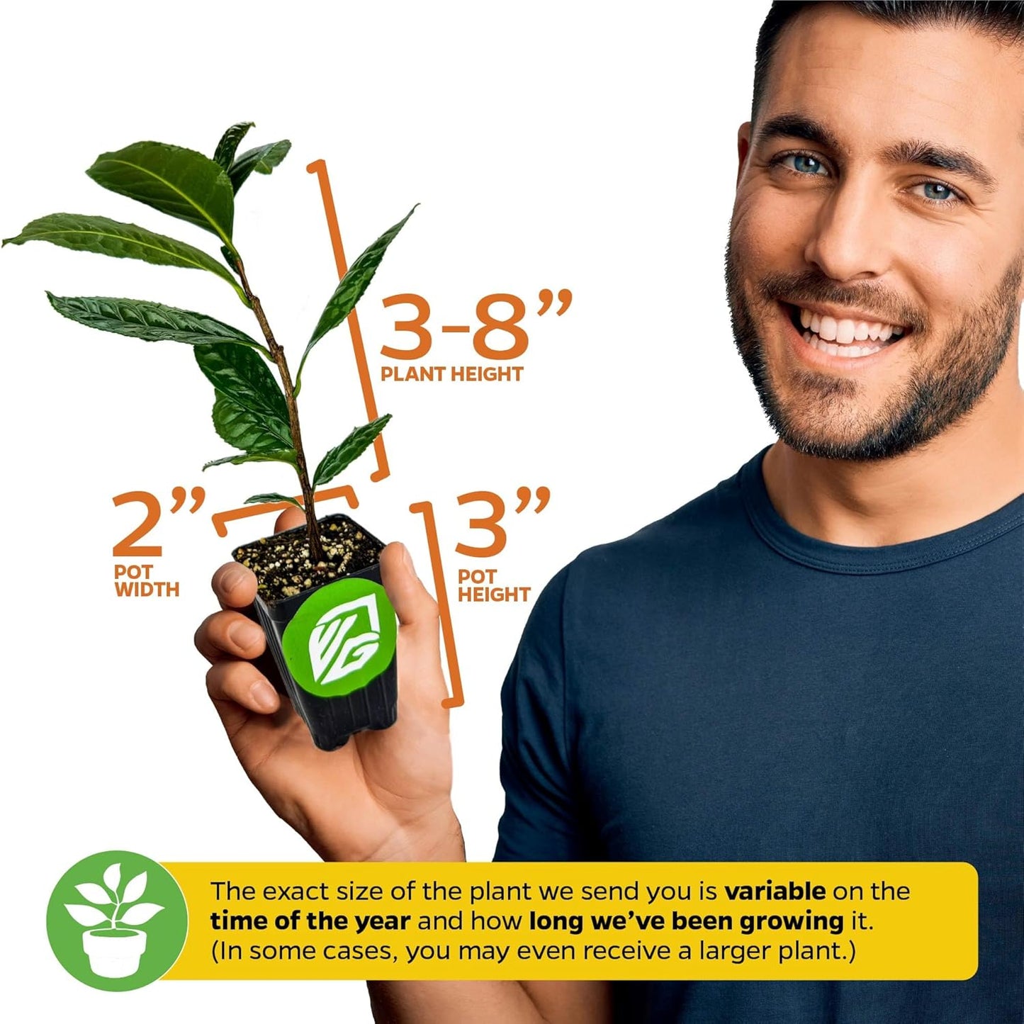 Dwarf Yaupon Holly Live Plant - Ilex by Wellspring Gardens - Caffeinated Tea Starter Plant - Outdoor Shrub Collection Garden and Landscape Decor - Perfect for Landscaping with Dwarf Shrubs and Bushes