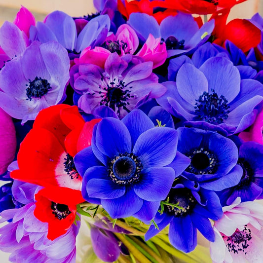 Easy to Grow Anemone Monarch de Caen Mix 60 Plant Bulbs - Blue Pink Purple Red Flowers in Spring, Full Sun Outdoor Zones 8-10