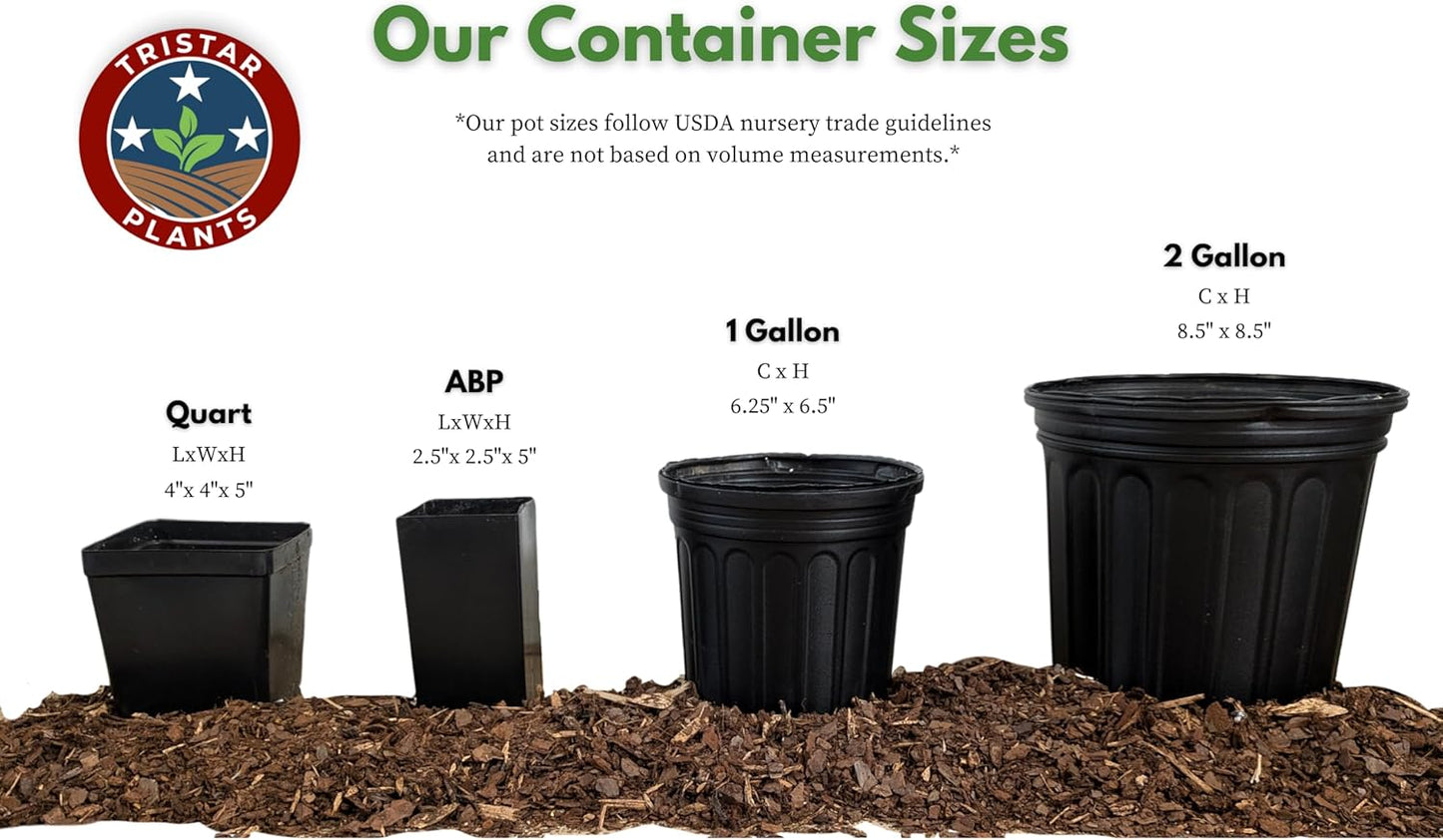 TriStar Plants - Thanksgiving Cactus - 4" inch Pot, Fasle Christmas Cactus, Easter Cactus, Holiday Plant, Winter Flowers, Christmas Plants, Winter Blooms (Purple Dancer)