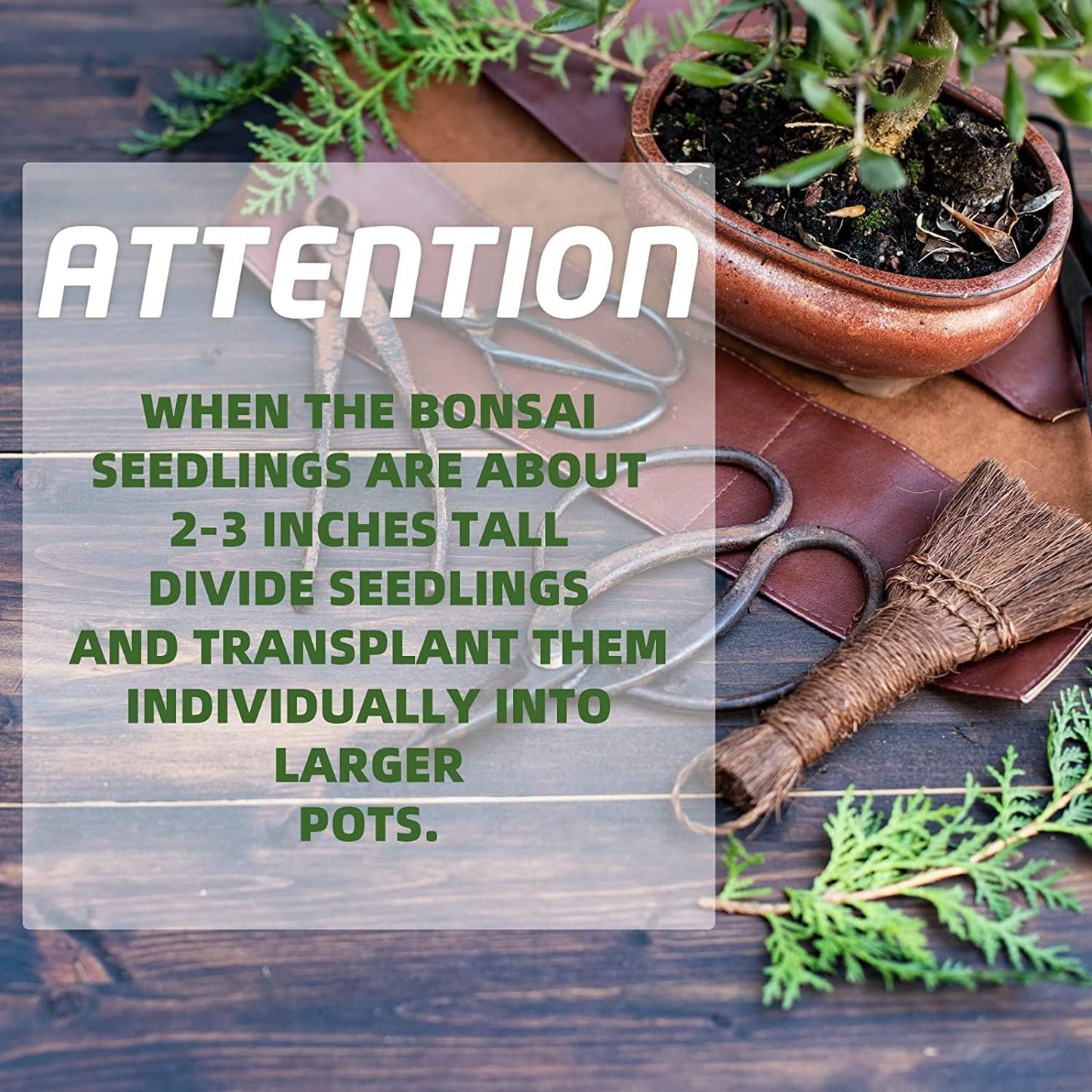 5 Bonsai Tree Kit Complete Plant Growing Tools, Grow in Pot Indoor Bonsai Tree Starter Kit, Great Home Gardening Potted Plants DIY Gift for Adults