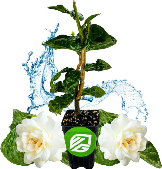 Grand Duke of Tuscany (Arabian Jasmine) - Jasminum sambac by Wellspring Gardens - Starter Plant - Fragrant Large Blooms, Grow Outdoors on Patio or Indoors in a Pot