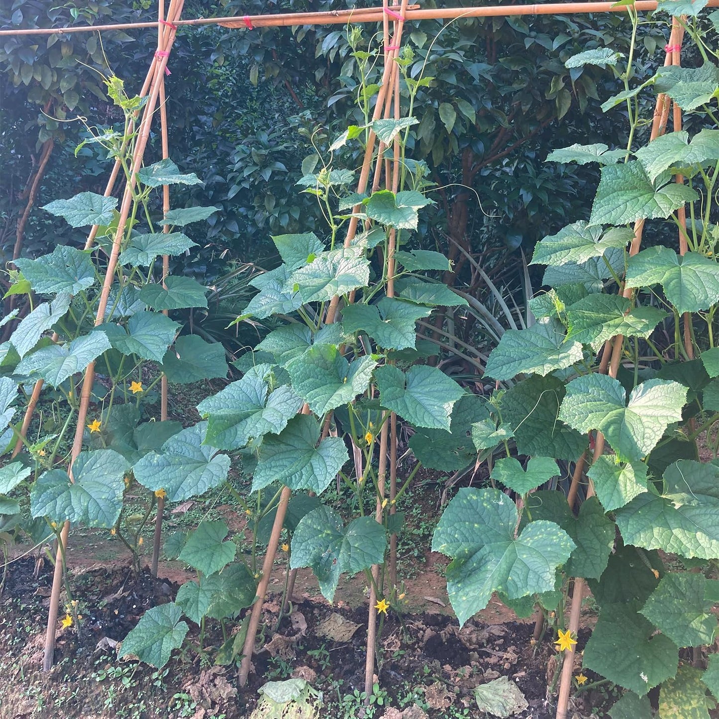 Bamboo Stakes,4FT Natural Bamboo Garden Stakes,BOVITRO 25Pcs Plant Stakes,Bamboo Sticks for Tomato,Beans,Vegetable and Climbing Plants