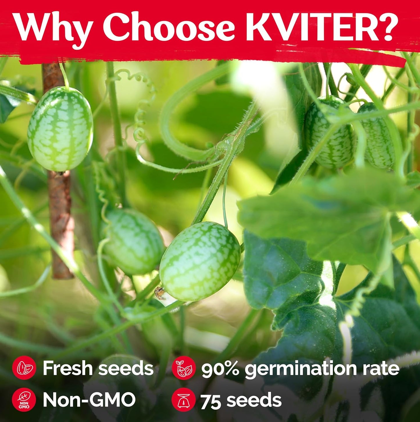 KVITER 75 Cucamelon Seeds for Planting (Melothria Scabra) – Mexican Sour Gherkin Seeds, Gherkin Cucumber, Mexican Mini Watermelon – Heirloom Vegetable Seed for Outdoor & Indoor Garden, Containers