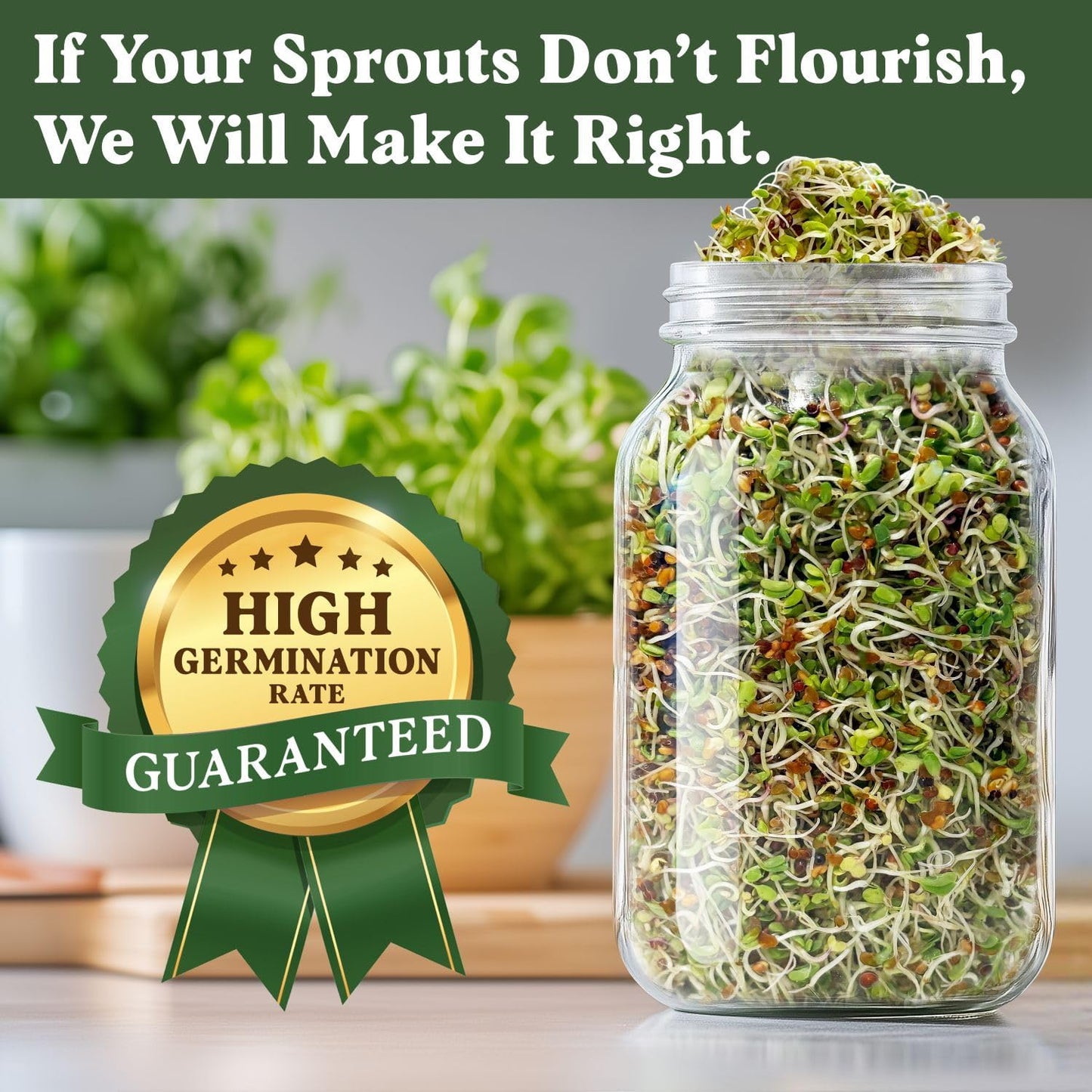 Seedboy Organic Sprouting Seeds - Longevity Blend- Non-GMO, USA Grown Microgreens Mix - Broccoli, Red Kale, Black Kale, Alfalfa - Makes Over 6 Quarts of Sprouts, 20 Servings (8 oz) (Longevity Blend)