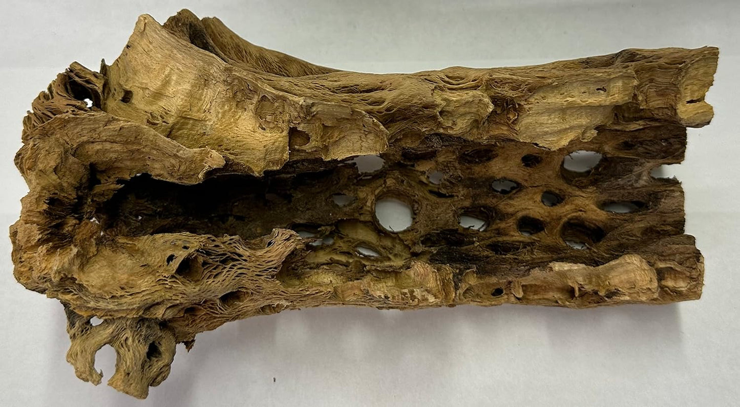 Natural Cholla Wood Chunk Large Air Plant Display Holders Individually Unique Decorative Stands or Holder (Cholla Chunk Large)