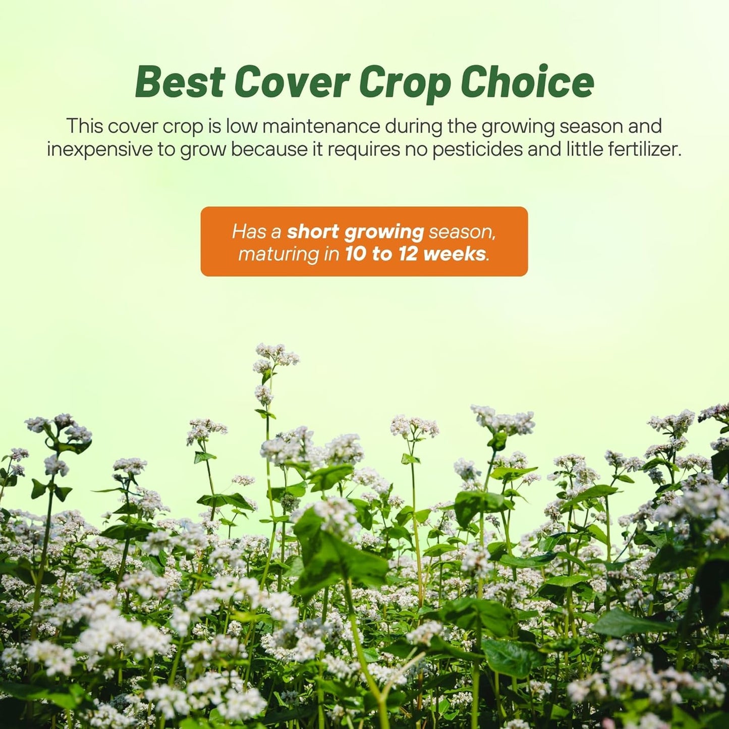 Outsidepride Buckwheat Seeds - 10lbs Annual, Fast-Growing, Easy to Grow Buckwheat Cover Crop Seeds for Green Manure, Bee Pasture & Pollinators, Wildlife Habitat, Soil Improvement, and Erosion Control