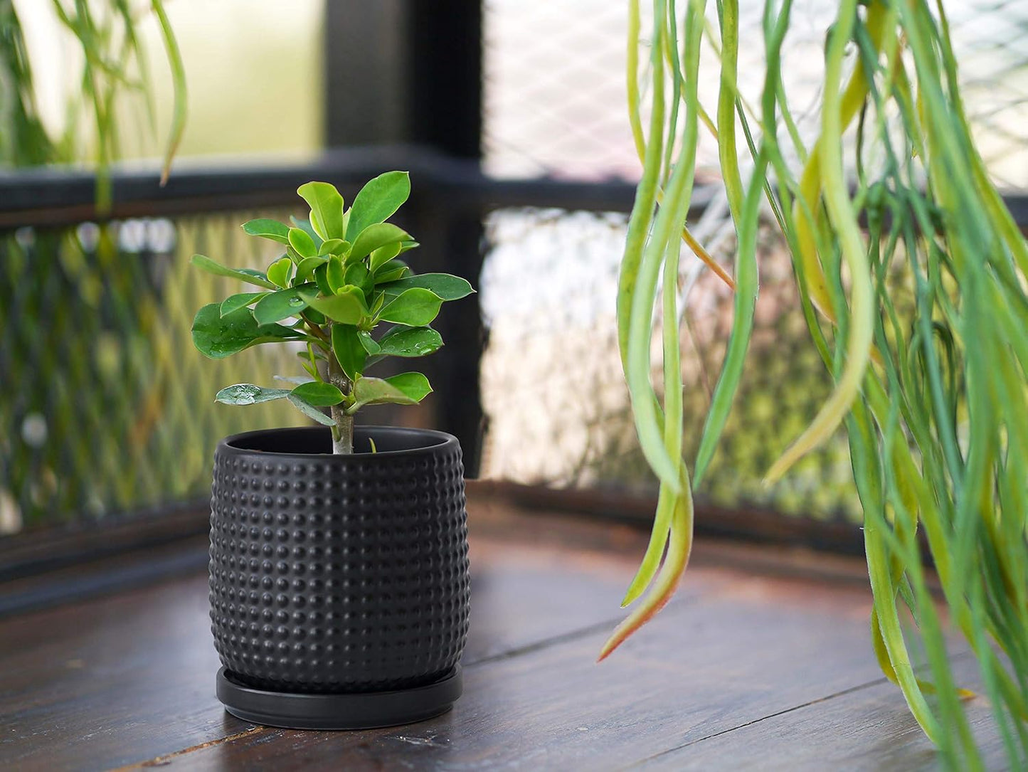 D'vine Dev 4 Inch Ceramic Beaded Stoneware Planter Pot - Flower Pot with Drainage Holes and Saucers for Indoor Succulent Plants or Flowers, Ebony Matte, 27-C-Z-6