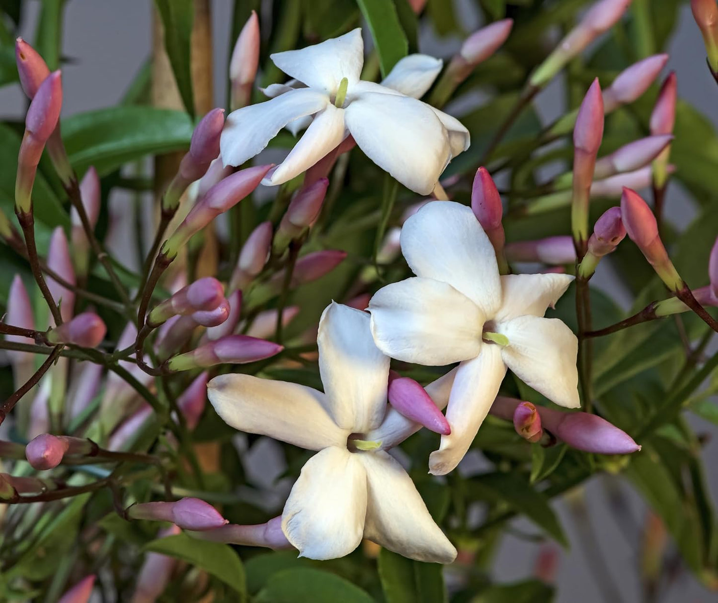 Pink Jasmine Vine - Jasminum Polyanthum - Fragrant & Blooming, Perfect for Indoor/Outdoor Decor (2 Pink jas sacs)