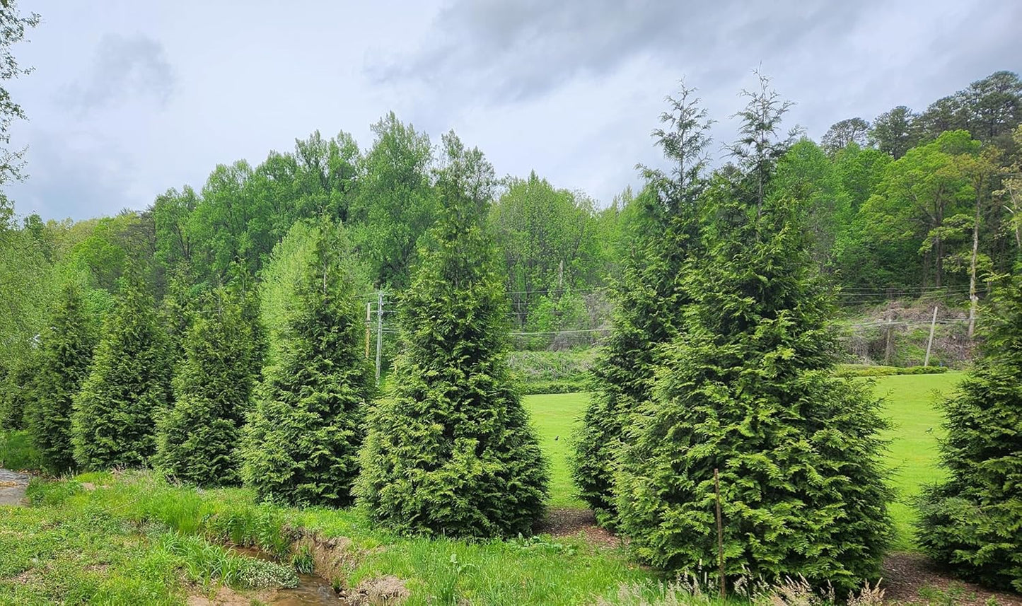 Thuja Green Giant Arborvitae Lot of 6, Quart Pot
