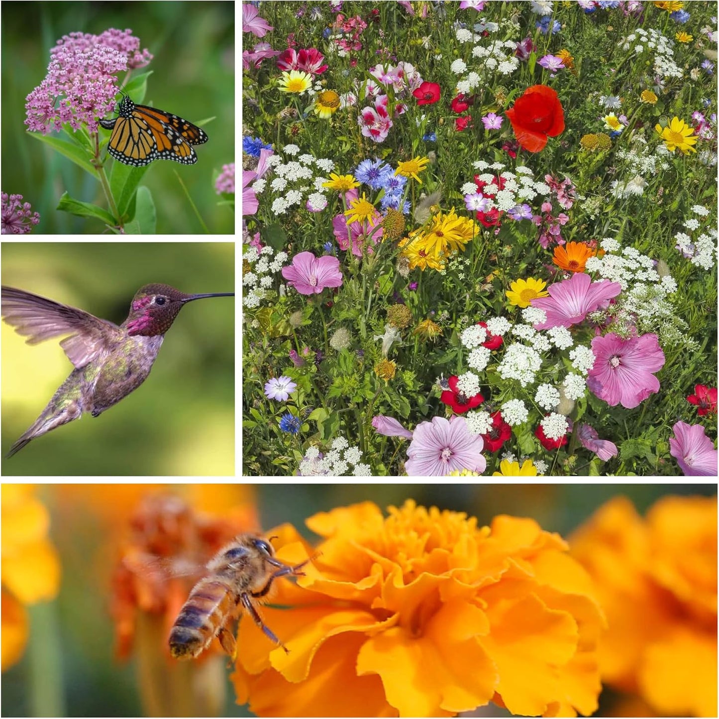 Wildflower Seeds Collection - 500,000+ Bulk Seeds - 6 Different Mixes Including Hummingbird & Butterfly, Save The Monarchs, Save The Bees, Shaded Woodland, Rocky Mountain, & Dryland Pollinator