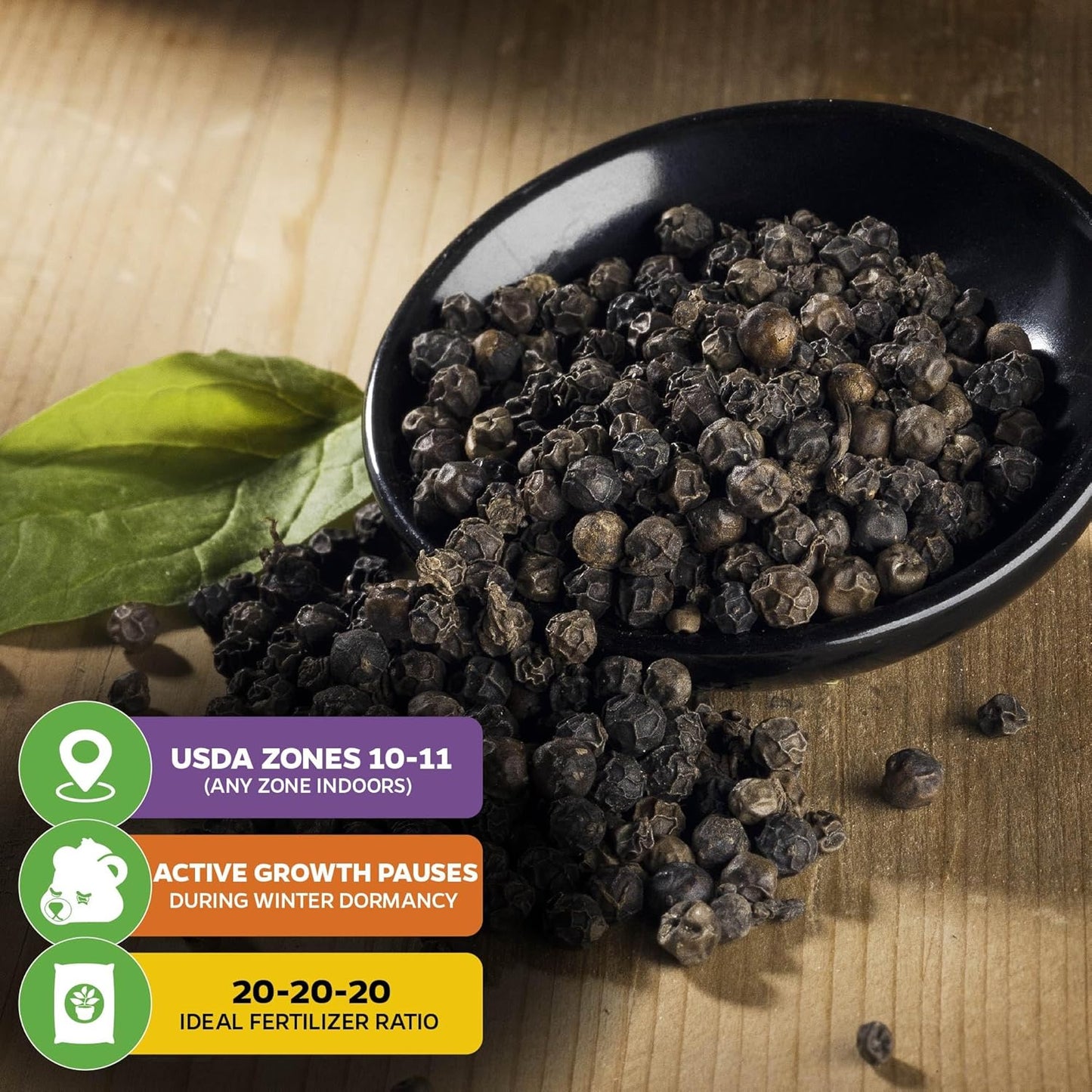 Black Pepper - Piper nigrum - Wellspring Gardens Starter Plant, Live Peppercorn Tree, Herb for Indoor/Outdoor Growing, Dwarf Fruit Plant, Ready for Planting in Gardens, Variety for Cooking and Spices