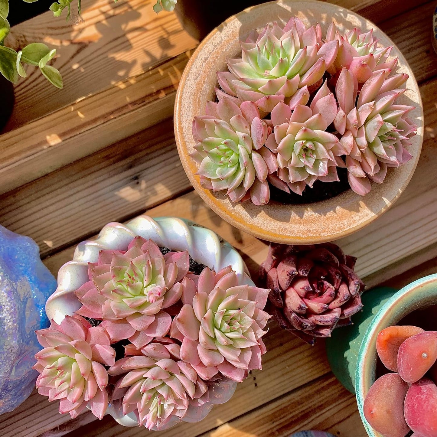 FWPP Succulents Live Echeveria Margaret,Pink Multi Headed Clustered Rare Plants,Bare Root Without Pot Soil,Indoor Live Succulent Plants are Suitable as Gifts and Decorations