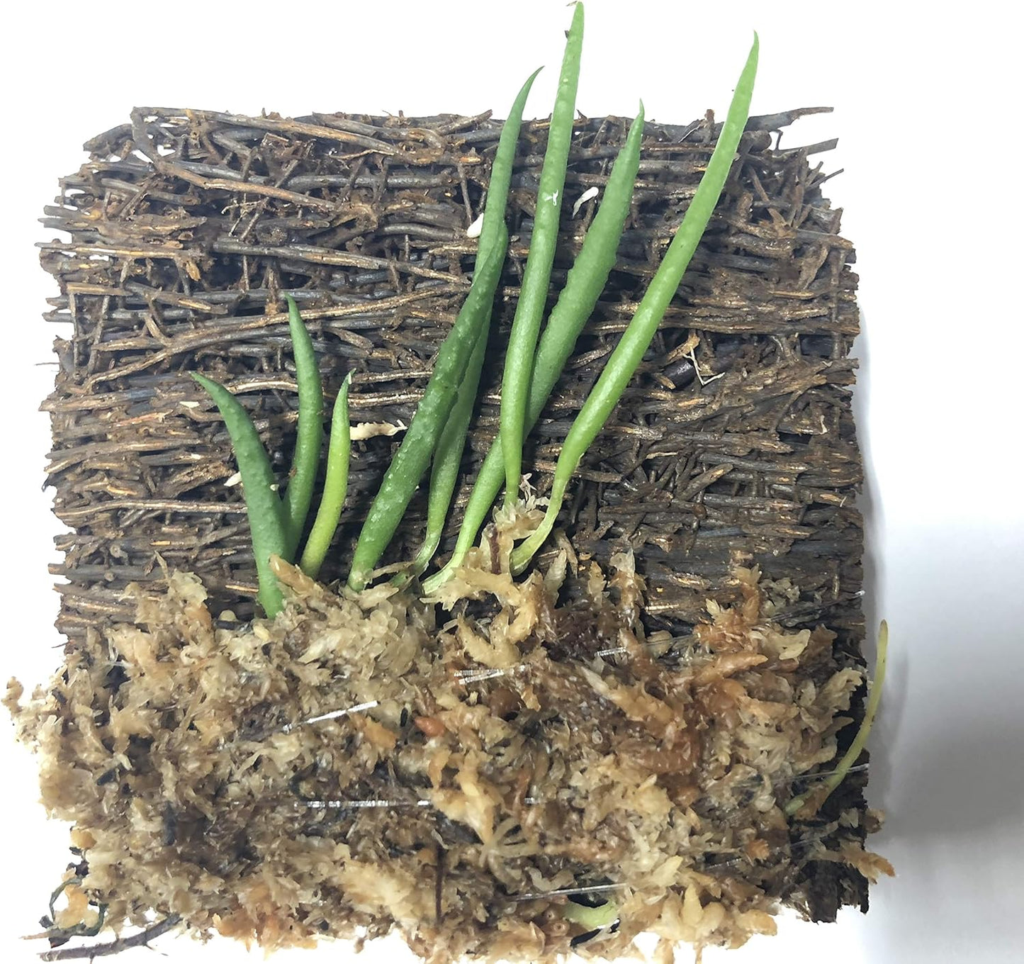 Miniature Tree Fern Mounted Orchid (Miniature Orchid: Dendrobium cucumerinum)