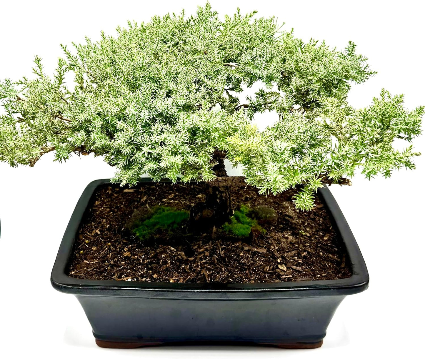Live Dwarf Juniper Bonsai Tree 15+Years Old | Juniper or Jade Bonsai Tree | Indoor/Outdoor | 100% Handcrafted| Home and Office Décor | Best Gift for Holiday (style4)