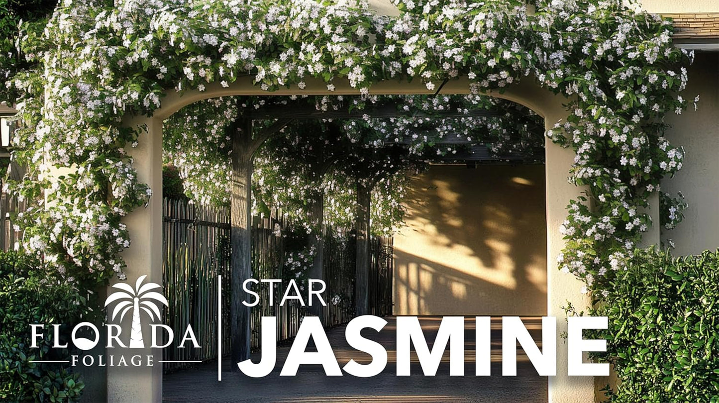 Star Jasmine | 40 Live Plants | Trachelospermum Jasminoides | Fragrant Blooming Evergreen Vine, Low Maintenance, Climbing, White Flowers, Attracts Pollinators, Drought Tolerant