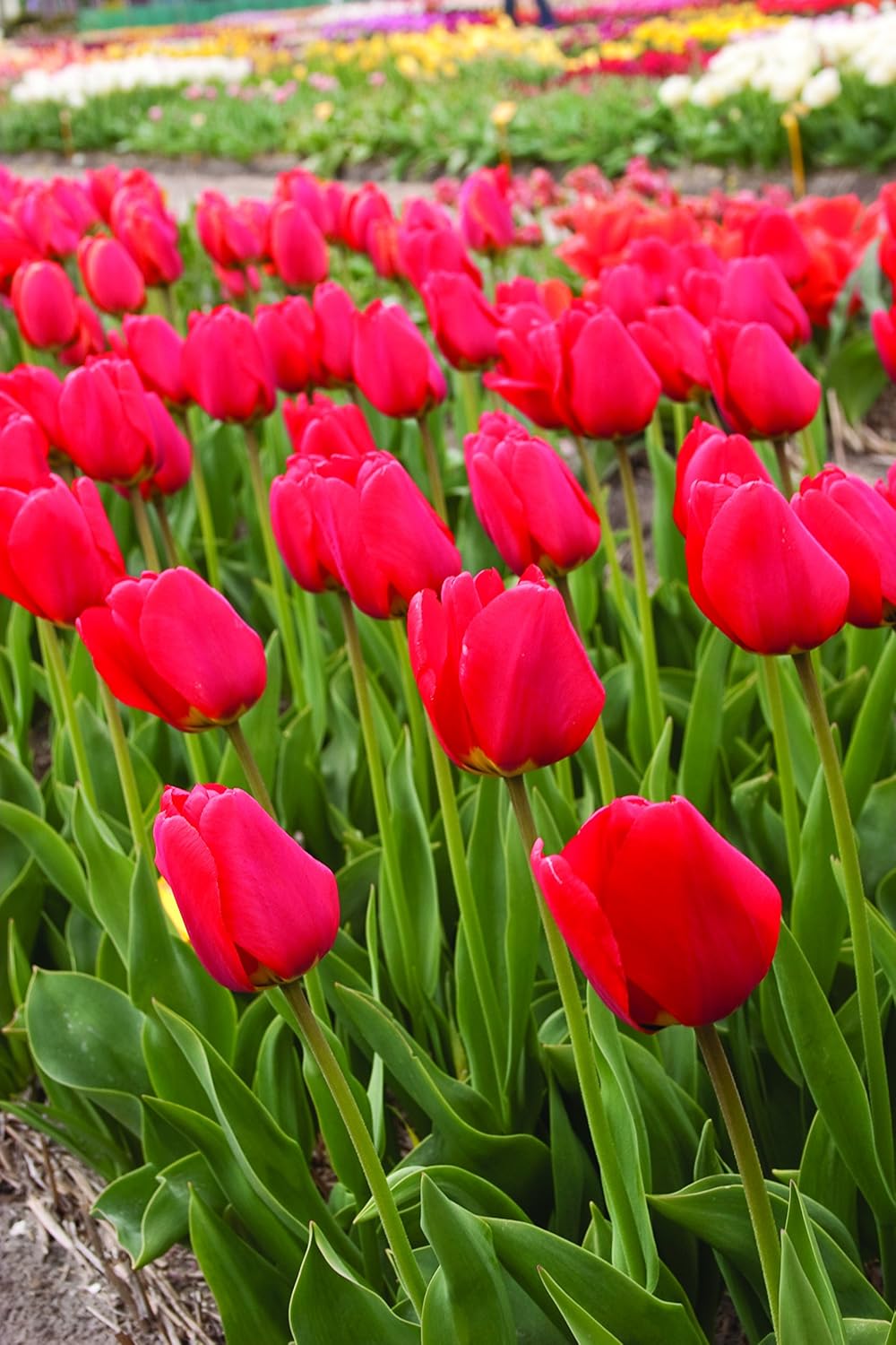 Red Tulips Darwin Hybrids (25 Bulbs) - Red Van Eijk Tulip Bulbs - Perennial Bulbs by Willard & May