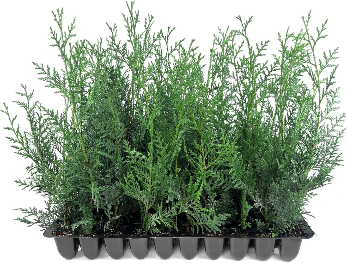 Leyland Cypress | 50 Live Plants | Cupressocyparis leylandii | Fast Growing Privacy Trees, Evergreen Landscape Plants, Drought Tolerant, Low Maintenance, Windbreak, Hardy