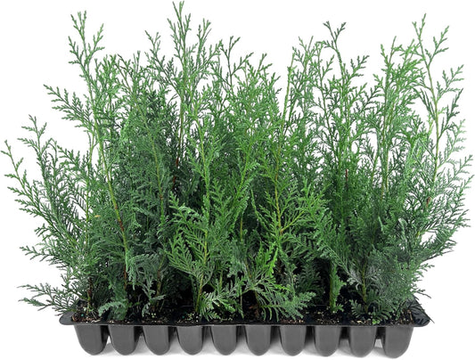 Leyland Cypress | 3 Live Plants | Cupressocyparis leylandii | Fast Growing Privacy Trees, Evergreen Landscape Plants, Drought Tolerant, Low Maintenance, Windbreak, Hardy