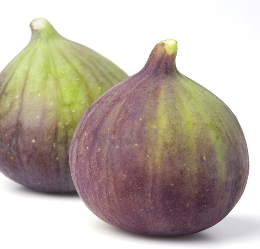 Olympian Fig Tree Live Plant - Ficus carica by Wellspring Gardens - Starter Plant Ideal for Gardens & Containers - Great for Indoor Houseplants, Outdoor Landscaping & Garden Planting