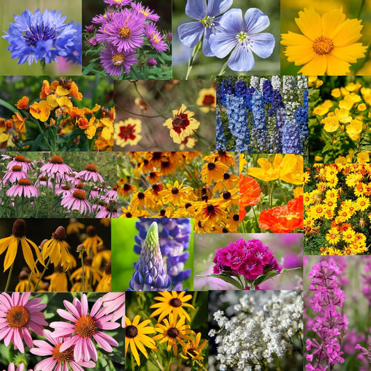 Wildflower Seed Bulk - Midwestern Wildflower Mix - 1 lb. 640,000+ Prairie Wildflowers - Annual & Perennial Flower Seeds - Wildflowers - Flower Seeds Bulk - Pollinator Flowers Seed