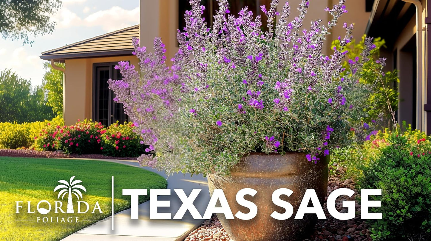 Texas Sage | 20 Live Plants | Leucophyllum frutescens | Drought-Tolerant Shrub for Landscaping | Hardy Evergreen with Silver Foliage and Purple Blooms