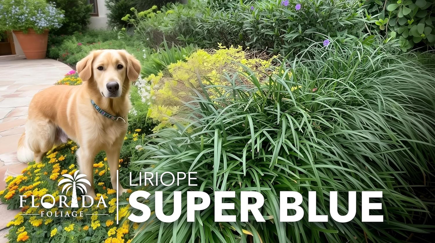 Liriope Super Blue | 40 Live Plants | Liriope muscari 'Super Blue' | Ornamental Ground Cover Plants | Shade-Tolerant Landscaping Perennial
