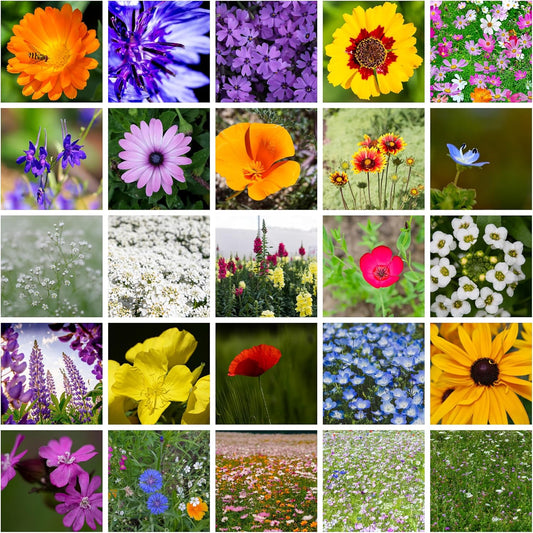 All Annual Wildflower Mix Seeds for Planting - 4 Oz ~4,000+ Seeds - 21 Varieties Including California, Indian Blanket, Scarlet Flax, & More - Attracts Pollinators - Bulk Wildflower Seed