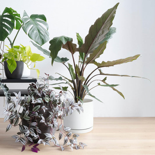 D'vine Dev Set of 2 Plants Pots, 8 Inch Ceramic Planter Pot for Plants with Drainage Hole and Saucer, White, 94-V-D-1