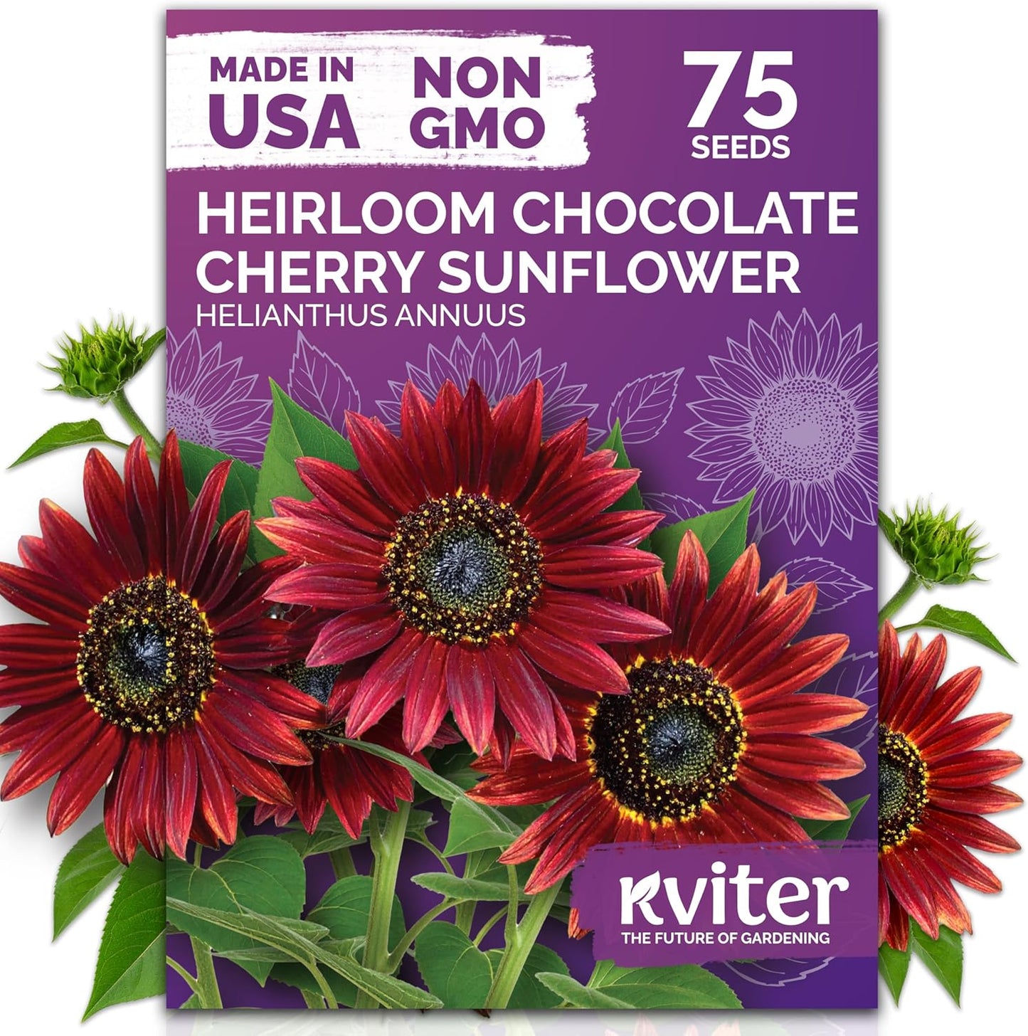 KVITER 75 Chocolate Cherry Sunflower Seeds to Plant (Helianthus annuus) – Heirloom Seed Non GMO Organic Sunflowers Variety, Long Vase-Life Blooms – Flower Seeds for Planting in Home Garden