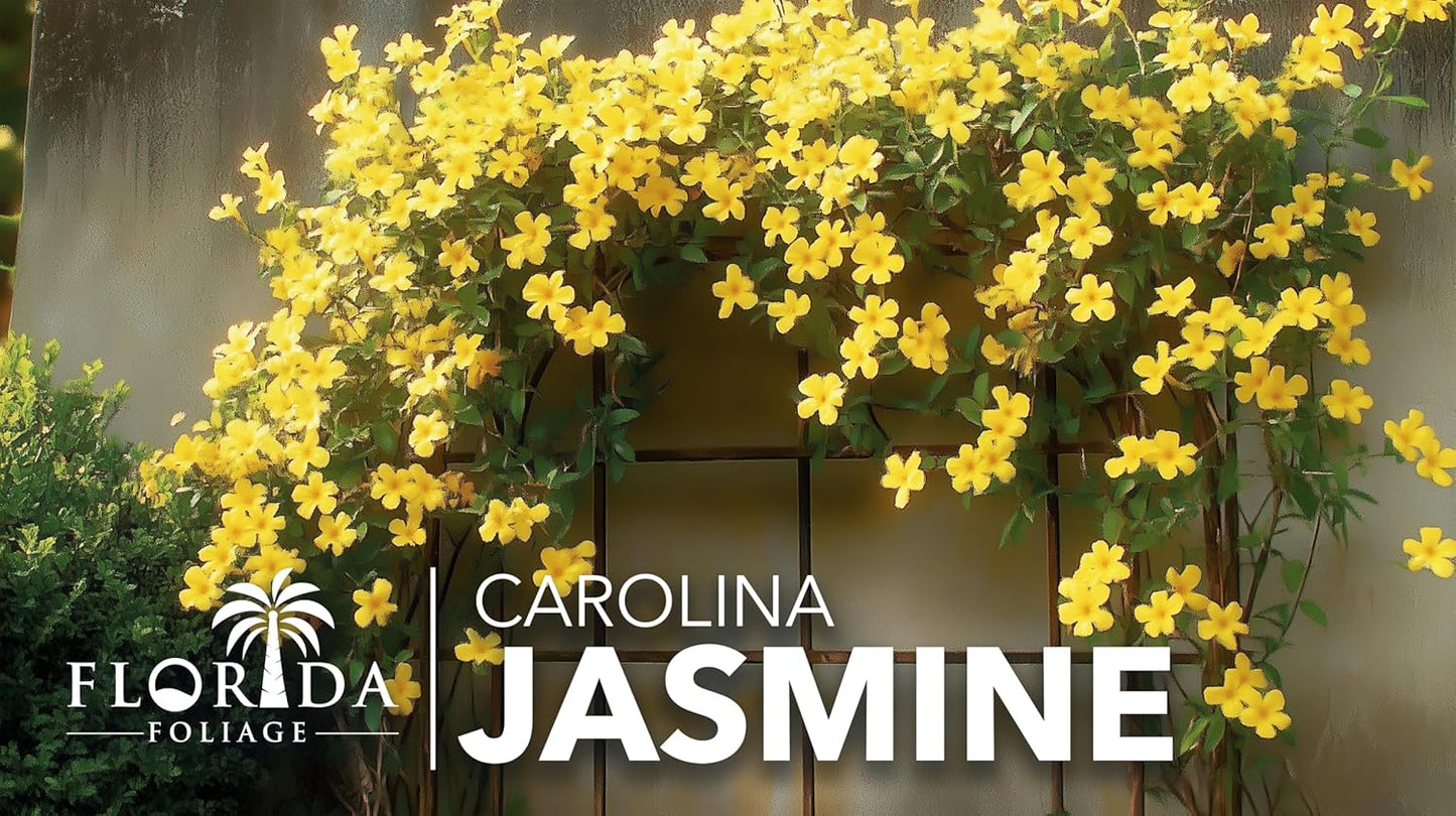 Carolina Jasmine | 30 Live Plants | Gelsemium sempervirens | Fast-Growing Flowering Vine for Trellises & Fences | Climbing Landscape Plants