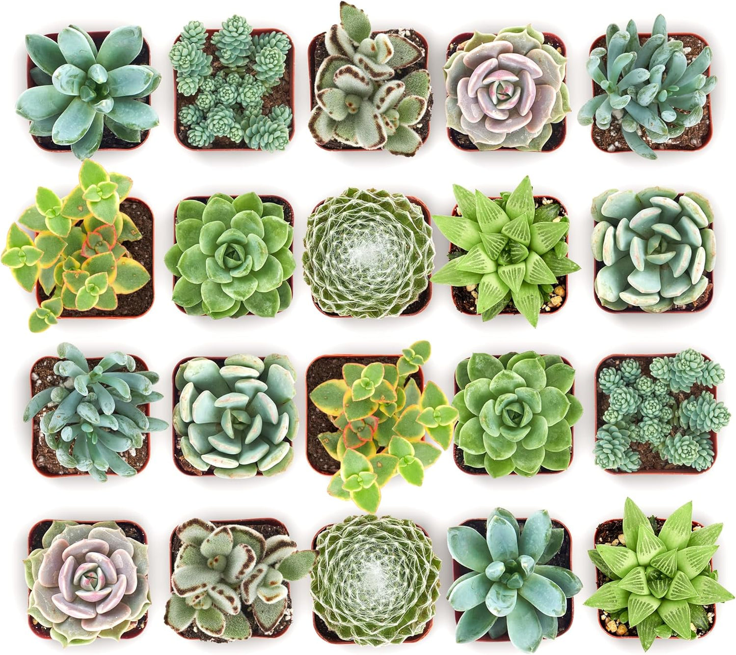 Shop Succulents Mixed Succulent Plant Pack 2" Grow Pot Pack of 256