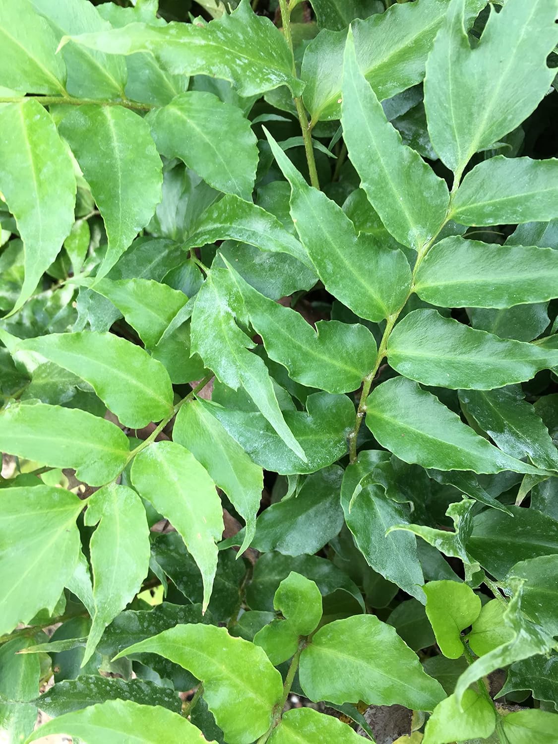 3 Japanese Holly Fern in 4 Inch Containers (Three Pots, One Plant Per Pot) Cyrtomium Falcatum Wonderful Shade Loving Plants!