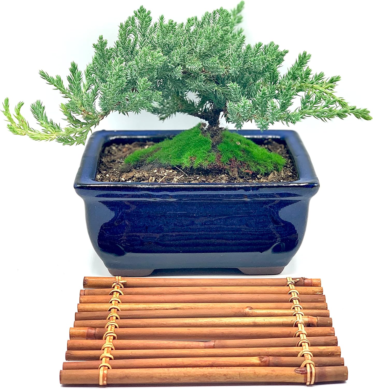 Live Dwarf Juniper Bonsai Tree 7 Year Old with Hand-Made Bamboo Stand | Juniper or Jade Bonsai Tree | Indoor/Outdoor | 100% Handcrafted| Home and Office Décor | Best Gift for Holiday