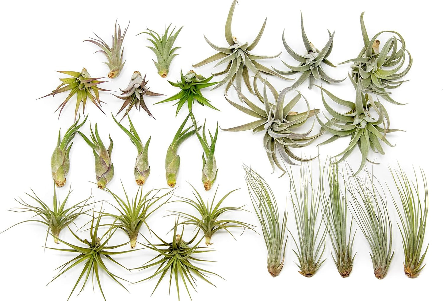 50 Pack of Classic Air Plants Variety - Live Succulent House Plants - Available in Wholesale and Bulk - Home and Garden Decor - Easy Care Indoor/Outdoor Air Plant