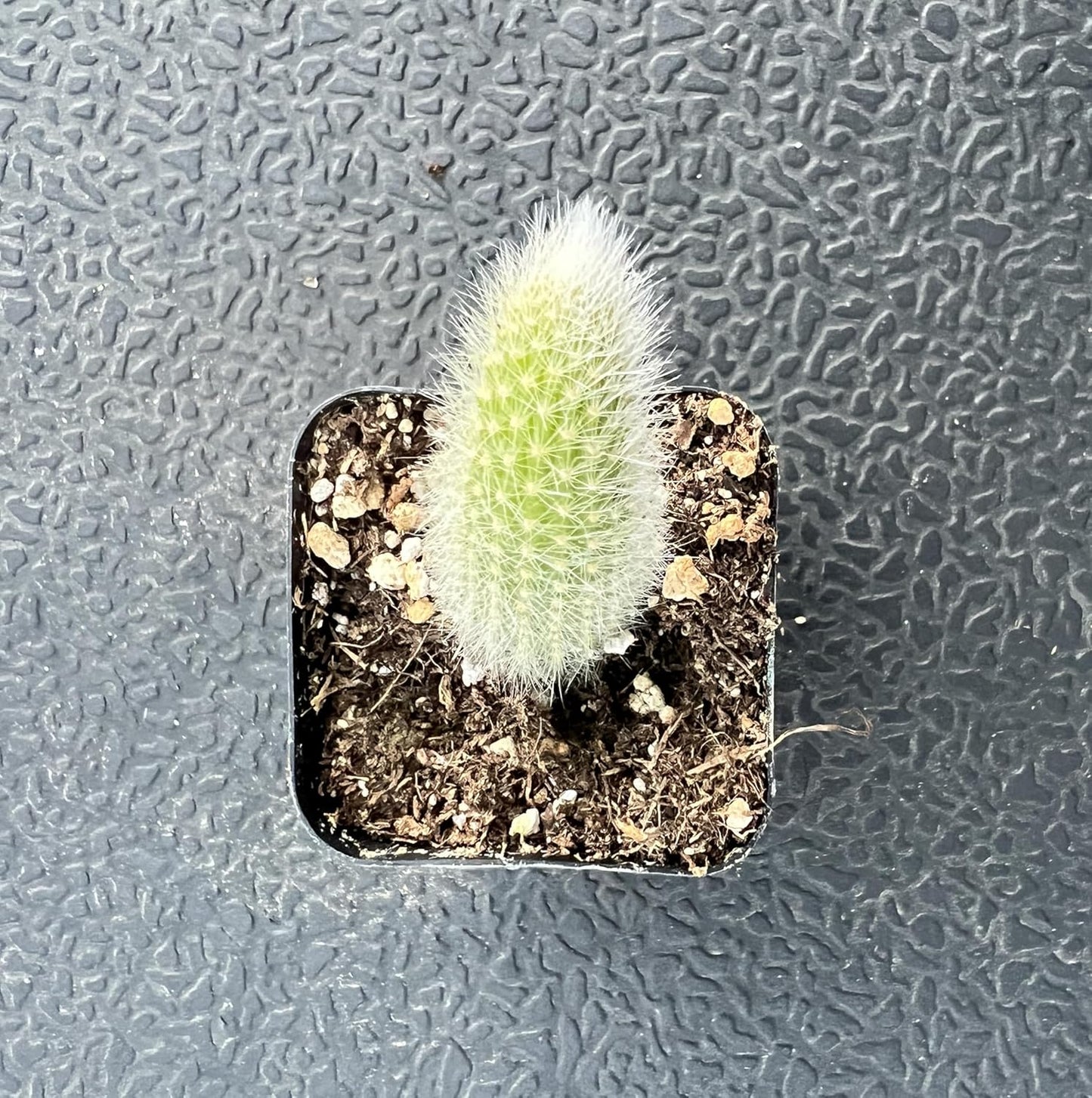 Sprout N Green Monkey Tail Cactus, Live Hildewintera colademononis Cacti Plant Rooted in 2in Nursery Pot, Indoor Outdoor Office Home Cute Décor, Drought-Tolerant Plant