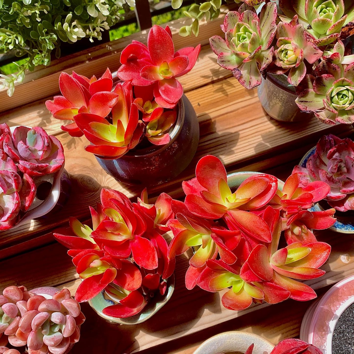 FWPP Crassula capitella 'Campfire' Live Succulent Plant in 3 Inch, Bright Red Leaves, Bare Root Without Pot Soil, Low Maintenance Houseplant, Great Gift for Plant Lovers & Home Decor