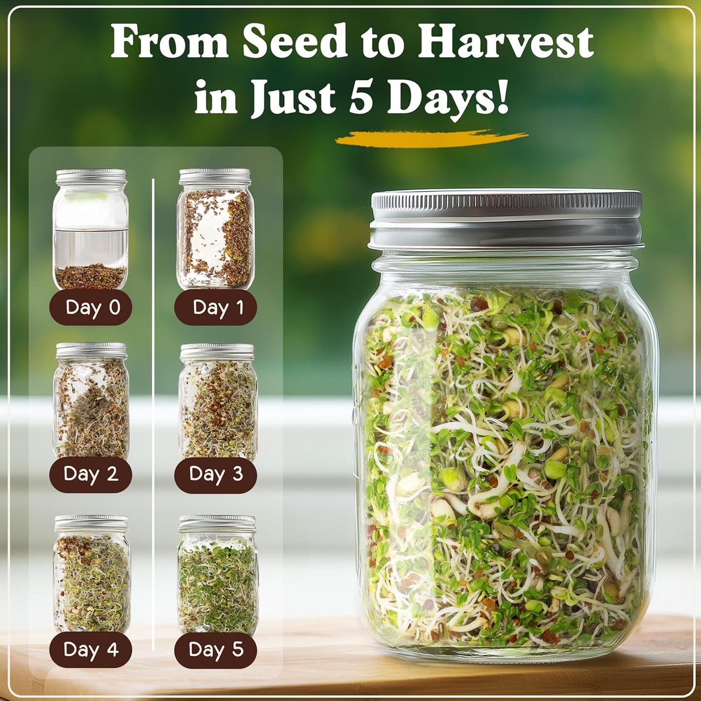 Seedboy Organic Sprouting Seeds - Salad Blend Variety- Non-GMO, USA Grown Microgreens Mix - Alfalfa, Broccoli, Radish, Mung Bean, Lentil - Makes 8 Quarts of Sprouts, 24 Servings (8 oz) (Salad Blend)