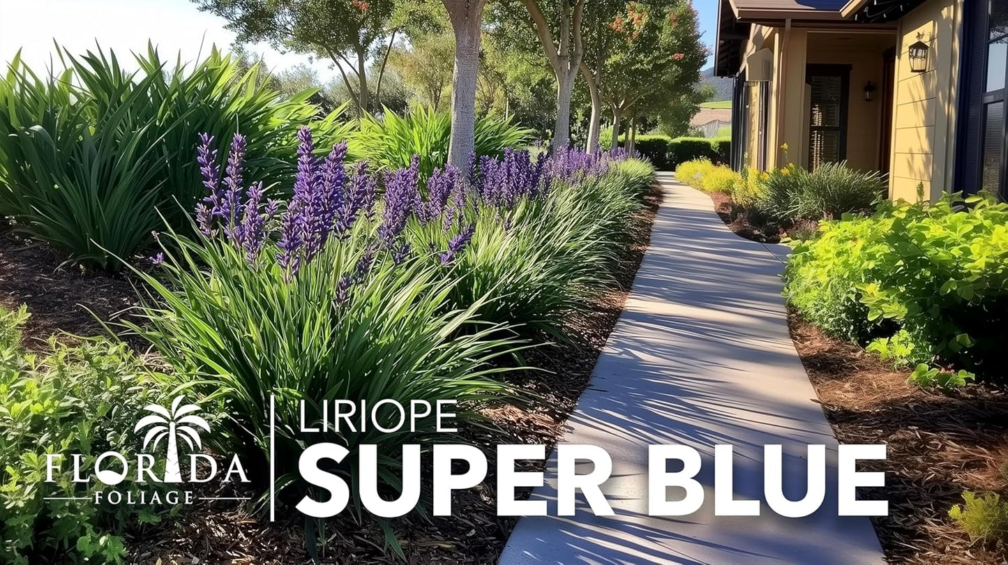 Liriope Super Blue | 3 Live 4 Inch Plants | Liriope muscari 'Super Blue' | Ornamental Ground Cover Plants | Shade-Tolerant Landscaping Perennial