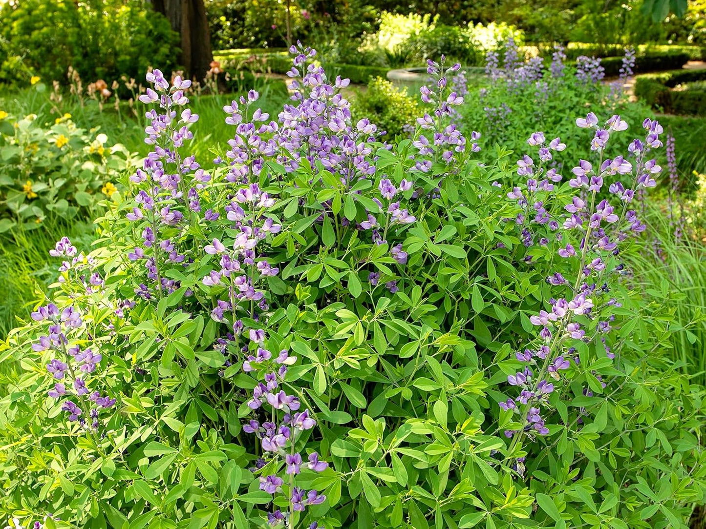 Greenwood Nursery: Live Perennial Plants - Blue False Indigo + Baptisia Australis - [Qty: 5X Pint Pots] - (Click for Other Available Plants/Quantities)
