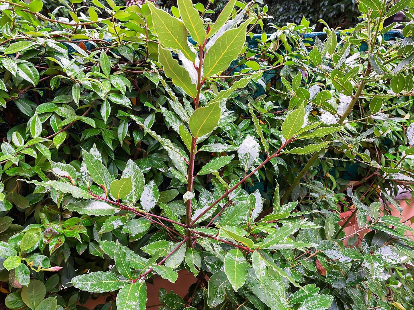 Greenwood Nursery: Live Perennial Plants - Bay Laurel Herb + Laurus Nobilis - [Qty: 3X 2.5 Pot] - (Click for Other Available Plants/Quantities)