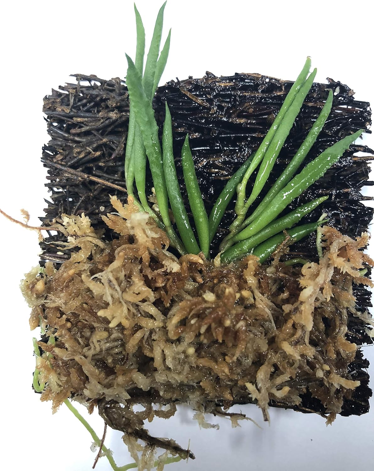 Miniature Tree Fern Mounted Orchid (Miniature Orchid: Dendrobium cucumerinum)