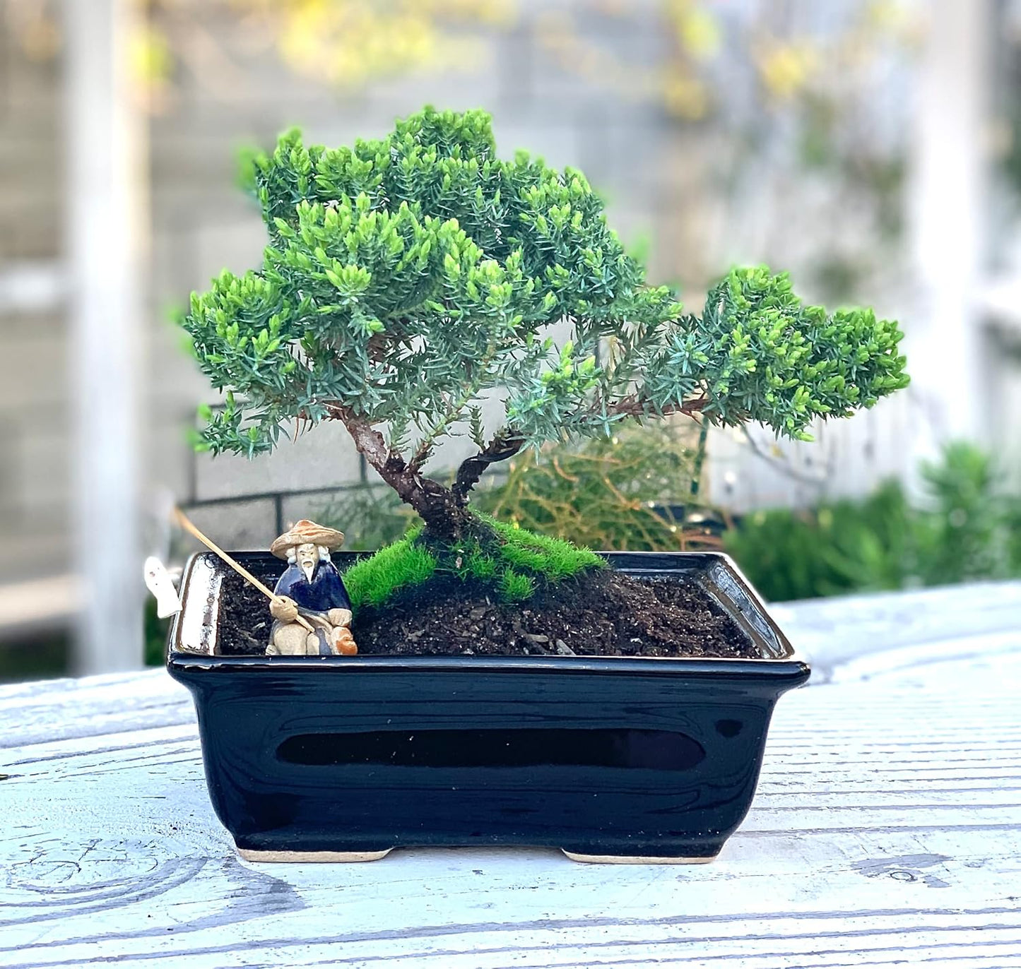 Live Dwarf Juniper Bonsai Tree About 6 Years Old with Cute Ceramic Fisherman | Juniper Bonsai Tree | Indoor/Outdoor | 100% Handcrafted| Home and Office Décor | Best Gift for Holiday