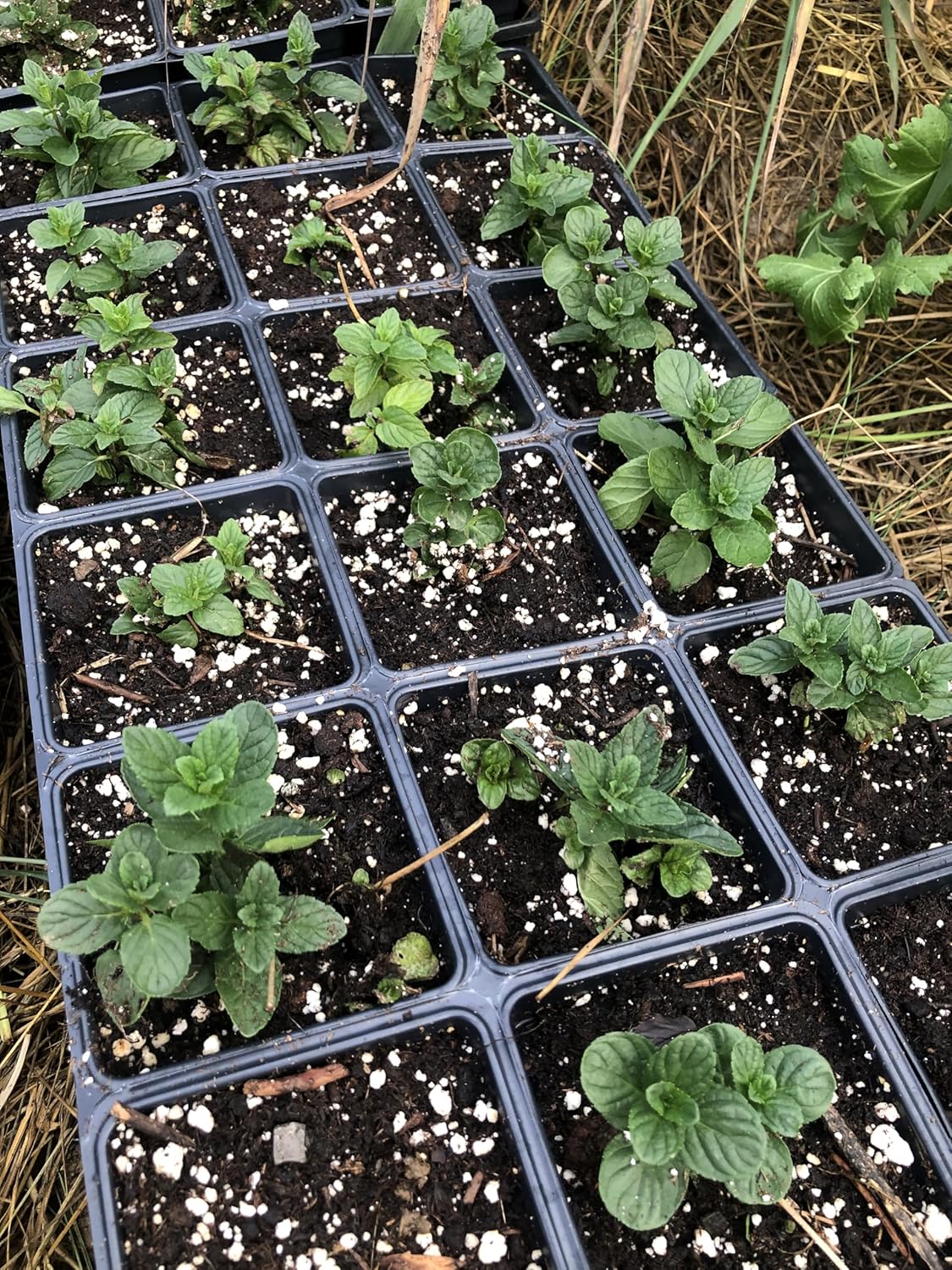 Organic Mint Plant, Spearmint Plant, (Mentha spicata) in 2.5-inch Pot - Excellent for Tea, Perennial Herb, Companion Plant
