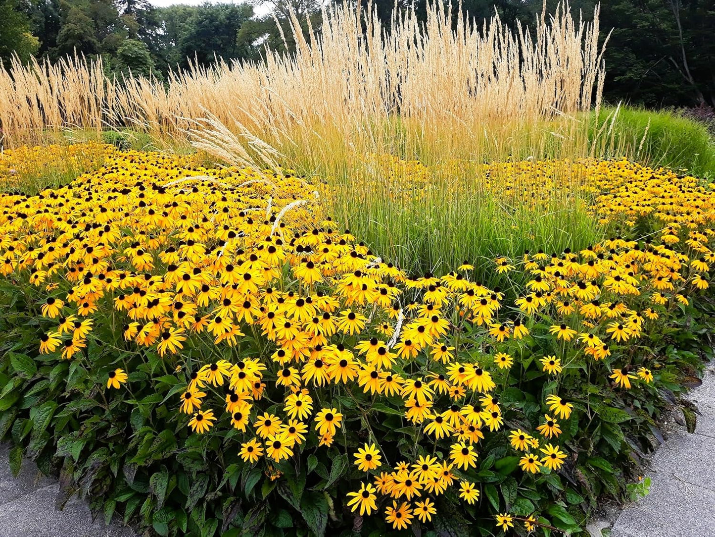 Greenwood Nursery: Live Perennial Plants - Black-Eyed Susan + Rudbeckia Fulgida 'Goldsturm' - [Qty: 5X Pint Pots] - (Click for Other Available Plants/Quantities)