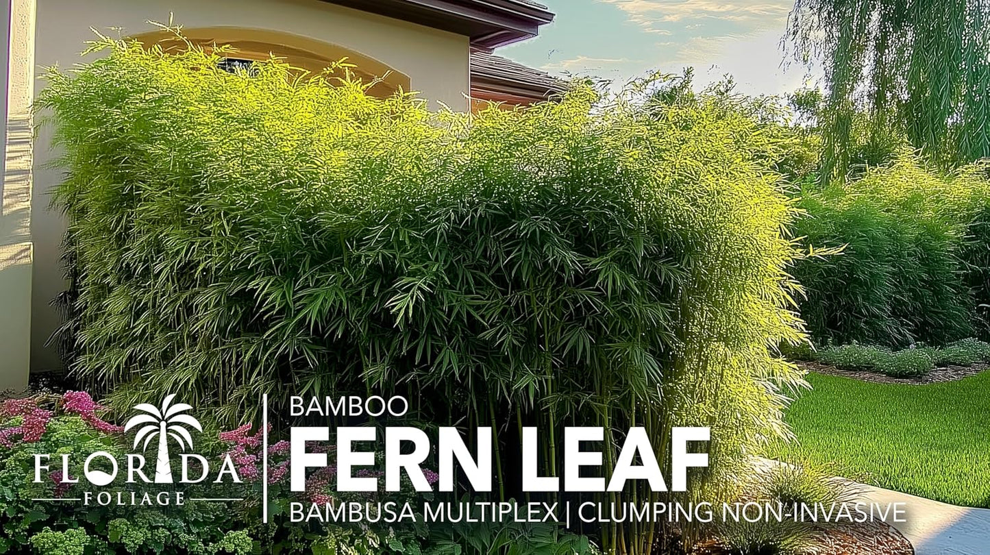 Bamboo Fernleaf | 3 Large Gallon Size Plant | Bambusa multiplex | Clumping Bamboo Privacy Screen | Fast Growing Hedge Windbreak Gardens Walkways Borders Decorative Accent Garden Feature Zone