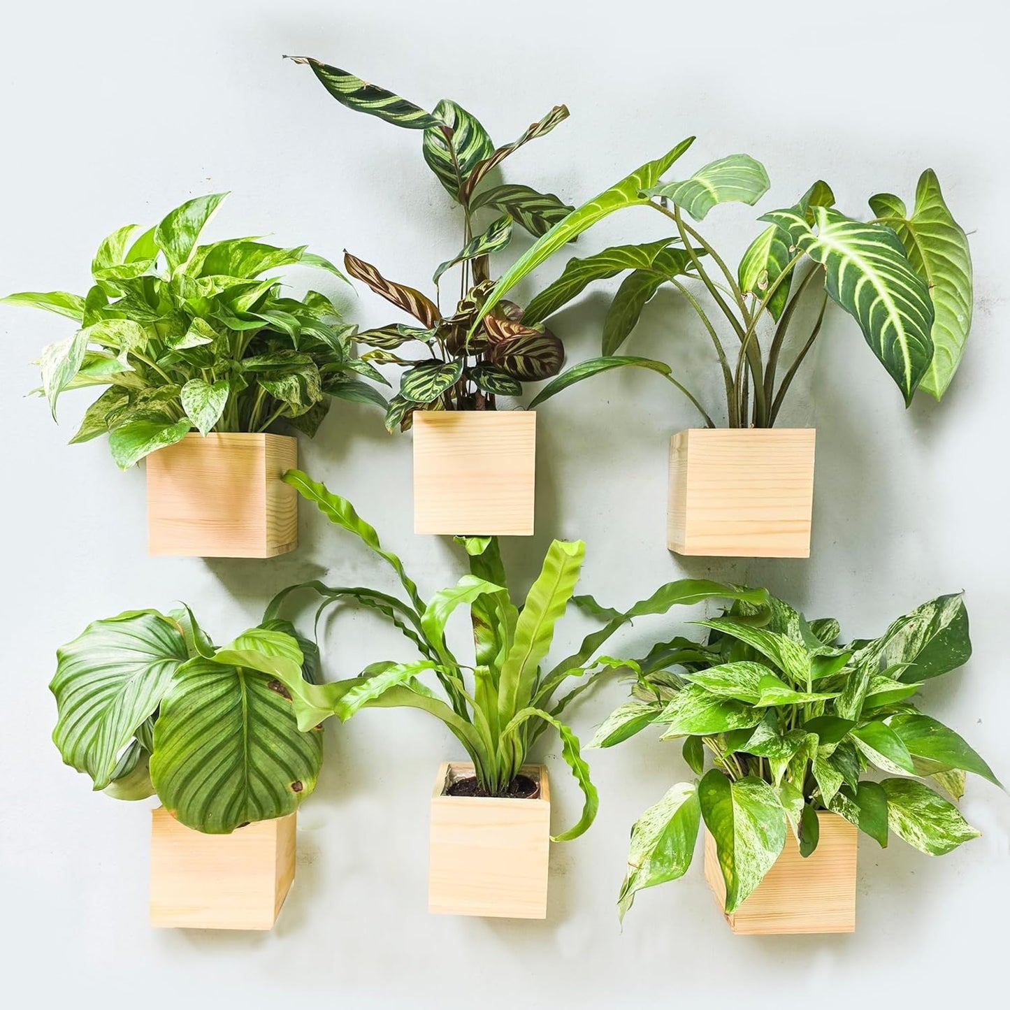 LaLaGreen Wooden Planter Box for Plants (4x4 Inch, 6 Pack) Small Square Wall Planters for Indoor Plant, Natural Wood Hanging Flower Boxes Herb Planter Table Centerpiece Modern Home Garden Office Decor