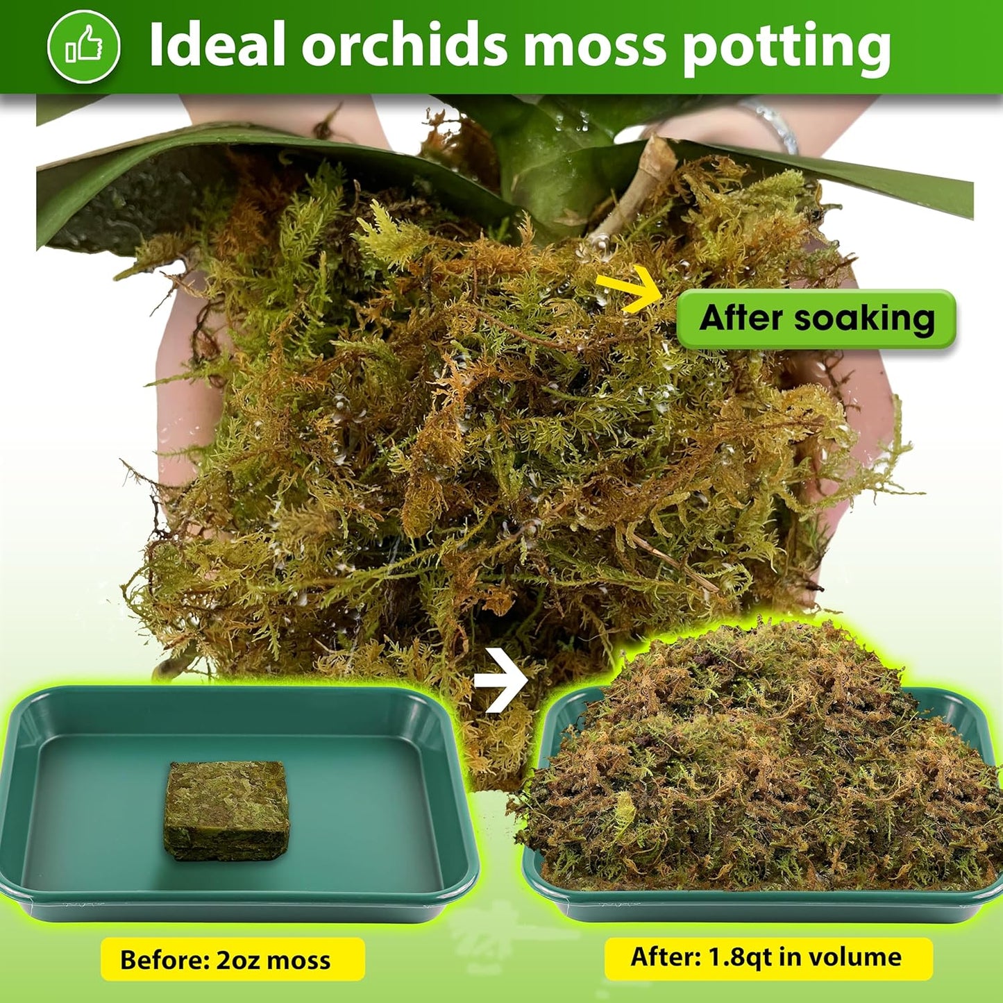 DUSPRO Dried Moss for Potted Plants, Forest Orchid Moss for Potting Mix, Sphagnum Potting Moss for Plants Indoor, Real Moss Soil Cover for Houseplant (2 OZ)