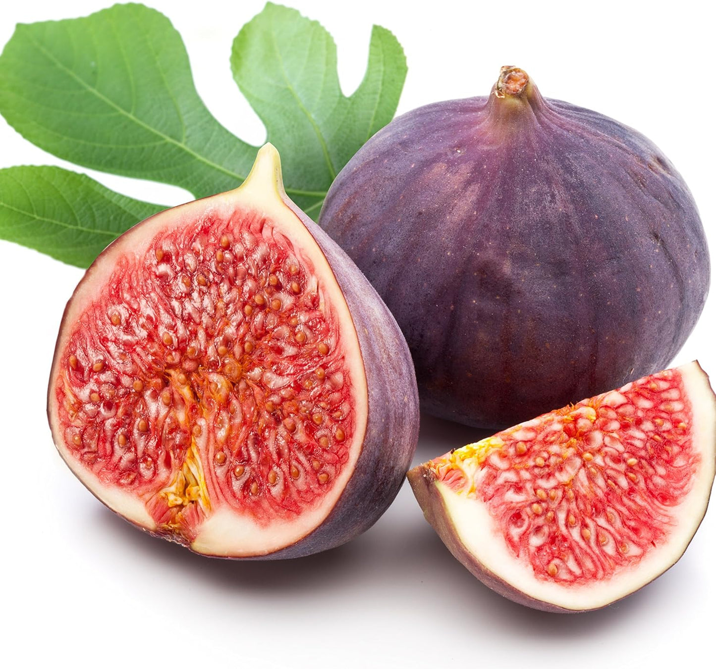 Violette de Bordeaux Fig Tree Live Plant - Ficus carica - Wellspring Gardens - Live Starter Fruit Plant for Your Indoor or Outdoor Garden