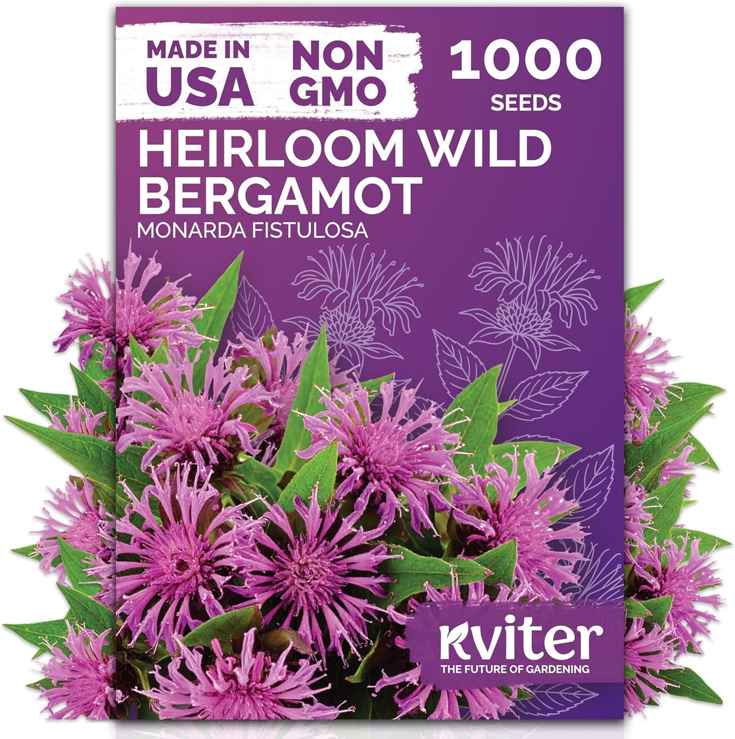 KVITER 1,000 Wild Bergamot Seeds for Planting (Monarda fistulosa) – Bee Balm Native Wildflower, Pollinator Magnet, Organic & Non GMO – Perennial Flower Seeds to Plant Outside in Flower/Herb Garden